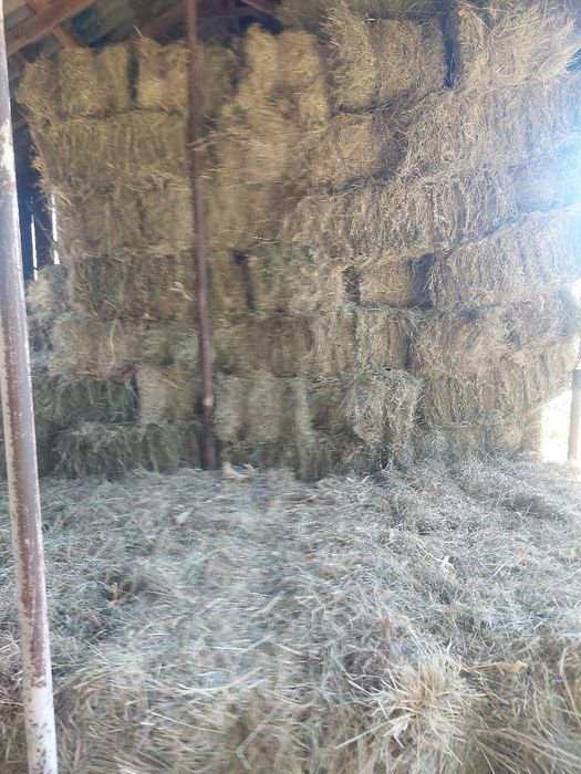 Baloți lucernă și fân