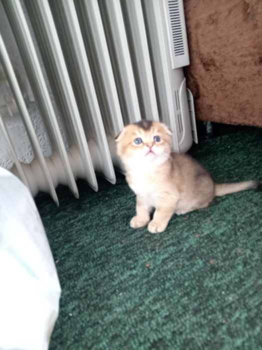Шотландские котята