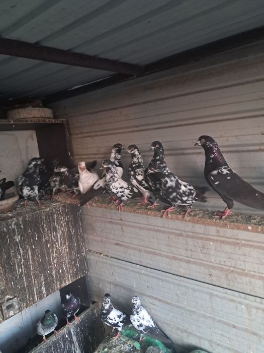 Vand porumbei tippleri