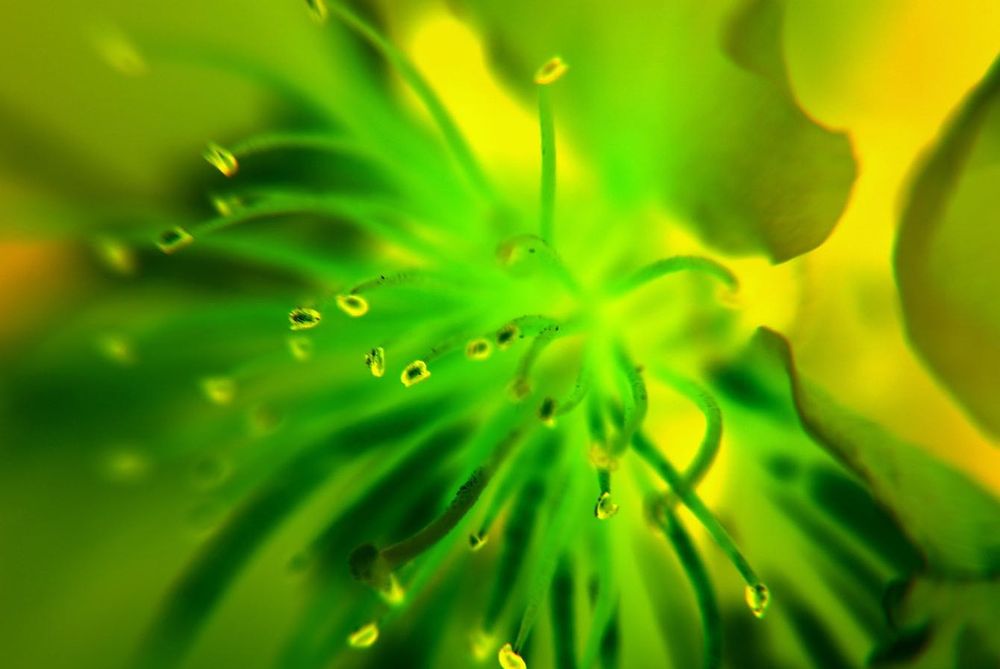 Sigma 18-200mm f/3.5-6.3D DC DX обектив Никон