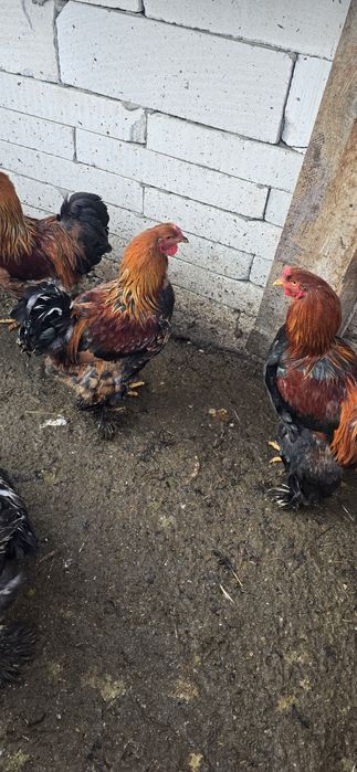 gaini încălțate tip brahma