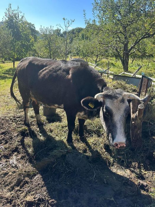 Vaca gestanta (3luni)