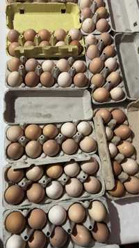Ouă proaspete de casă