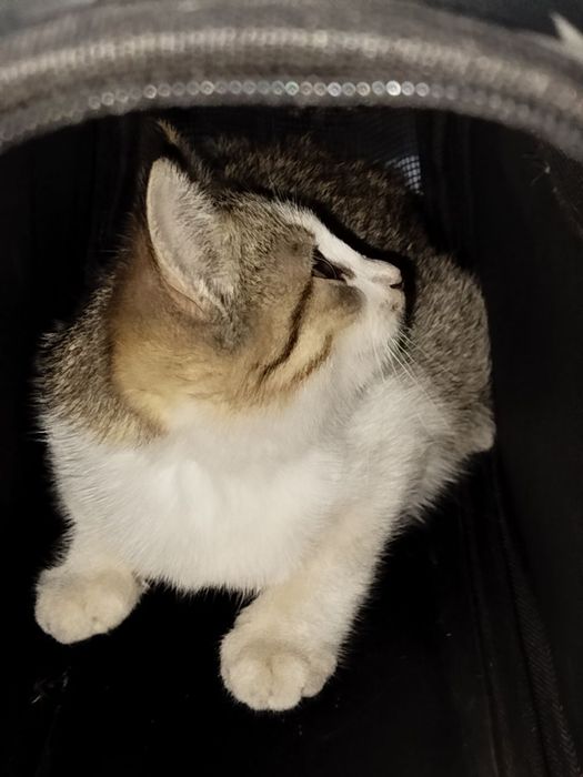 Котёнок(пол не знаю)