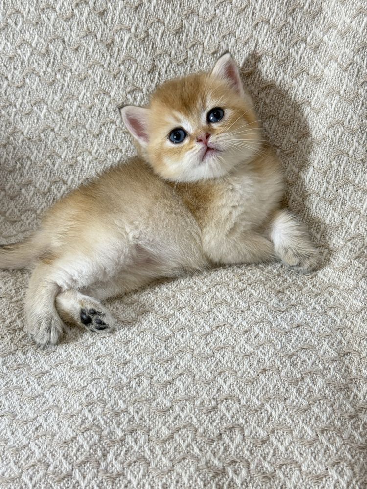 Вязка кот Мираж британец шиншилла
