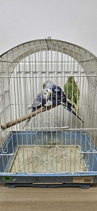 Perusi 2  pui si colivie