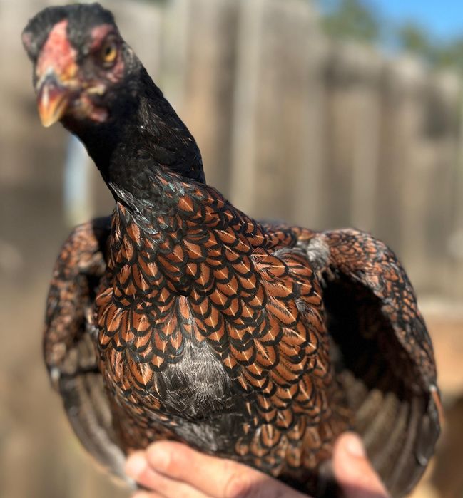 Oua incubat Ayam Cemani, Brahma hd, combatant indian, cochinchina uria