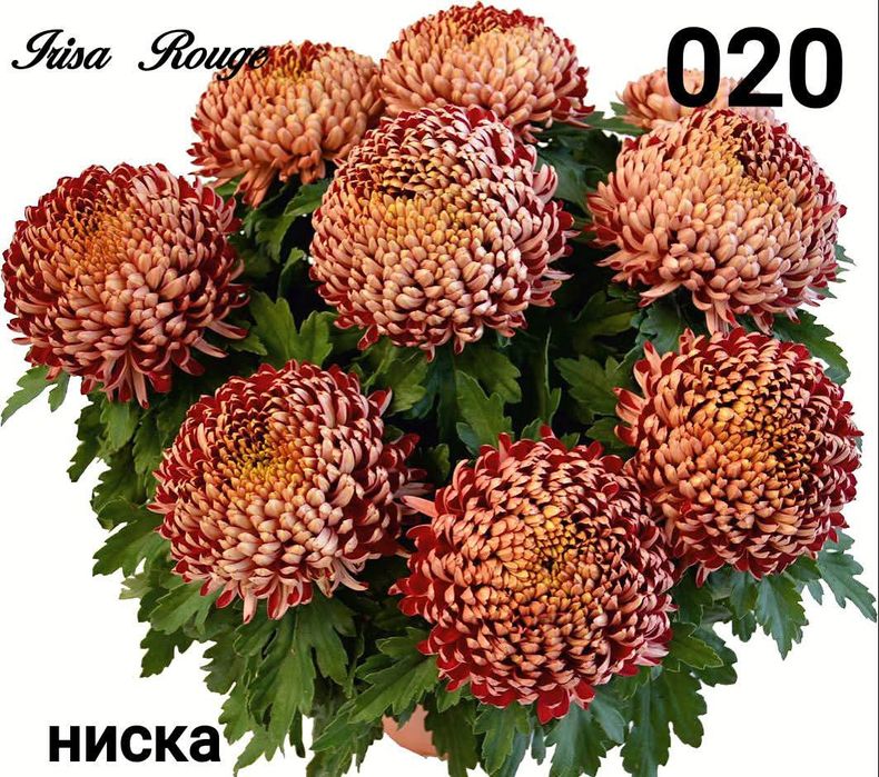 Хризантеми -7лв.бр.