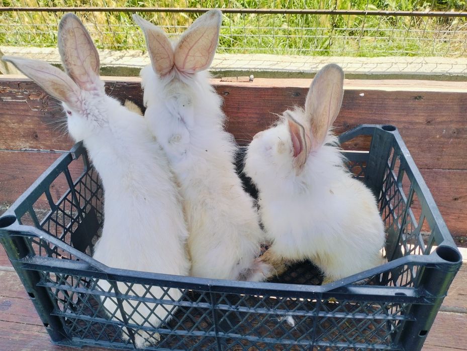 Vând iepuri iepurași