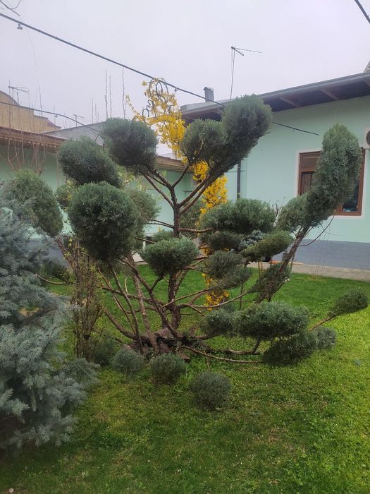 Archa narxini kelishamiz