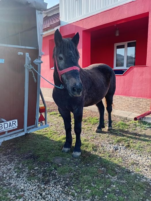 Vând mânză în vârstă de 3 ani