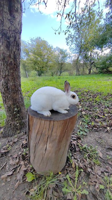 Vând iepurași Rex pitic din părinți tatuați rasă pură