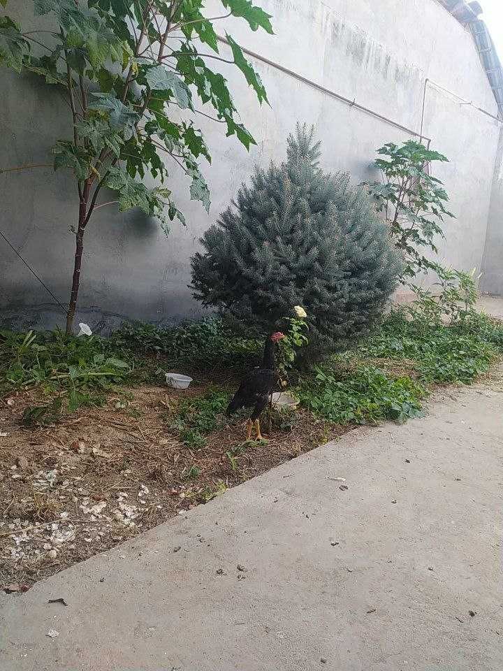 дакан  хуроз сотилади