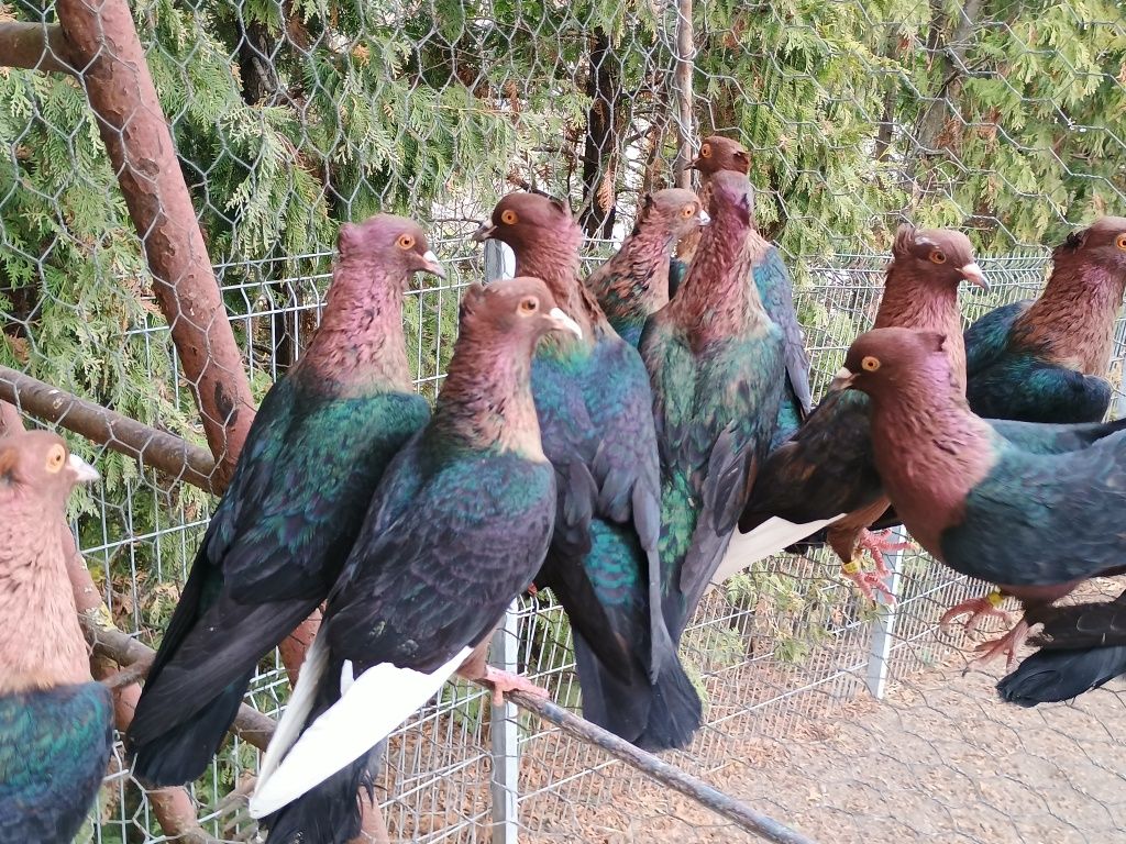 Porumbei Bronzați - Arhangheli