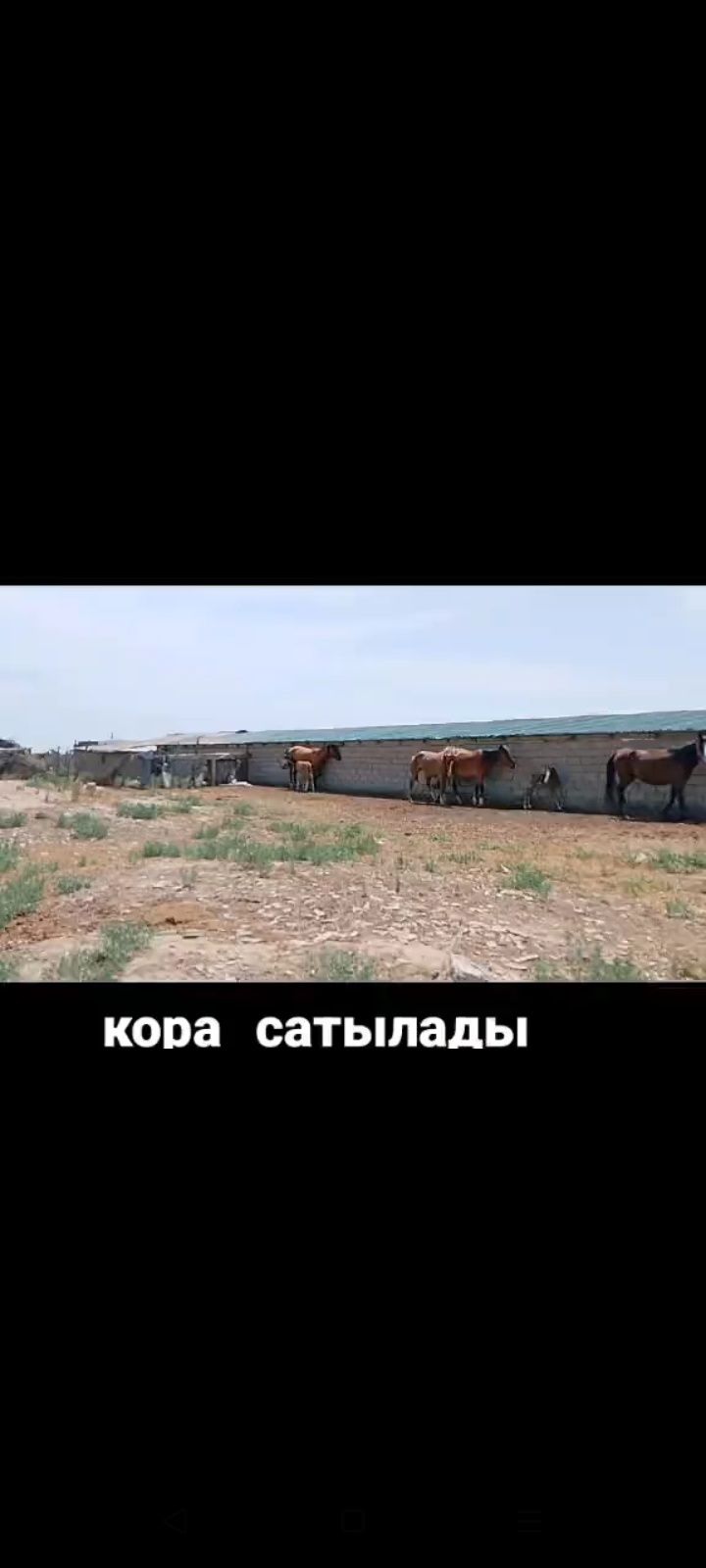 қора сатылады 200млн