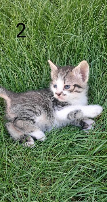Dau spre adopție 2 pisicuțe de 4 săptămâni, jucăușe și iubitoare.