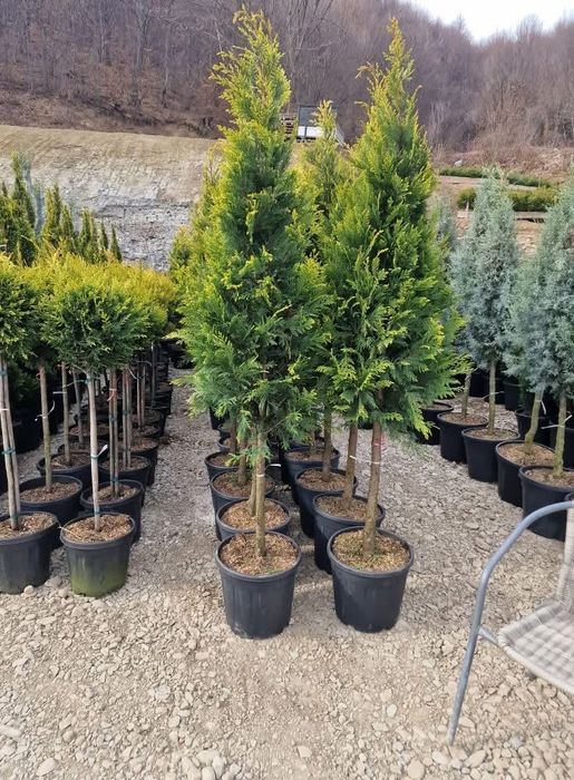 Plante ornamentale orice specie si dimensiune oriunde in tara