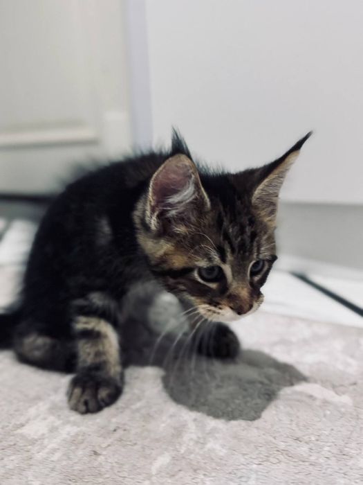 Amerkanskiy Maine Coon 250$