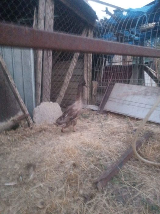 Rățoi Khaki Campbell