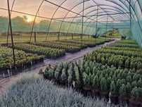 Photinia Red Robin & Leylandii Gard Viu (12-15RON)