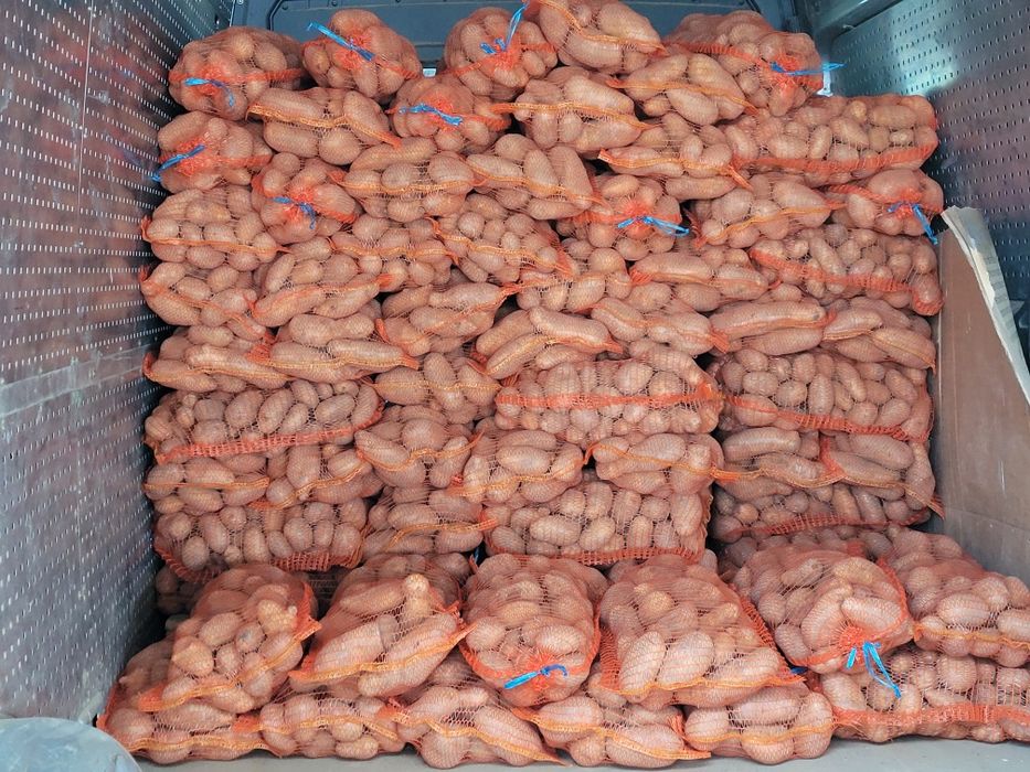 Cartofi cu miez galben ,