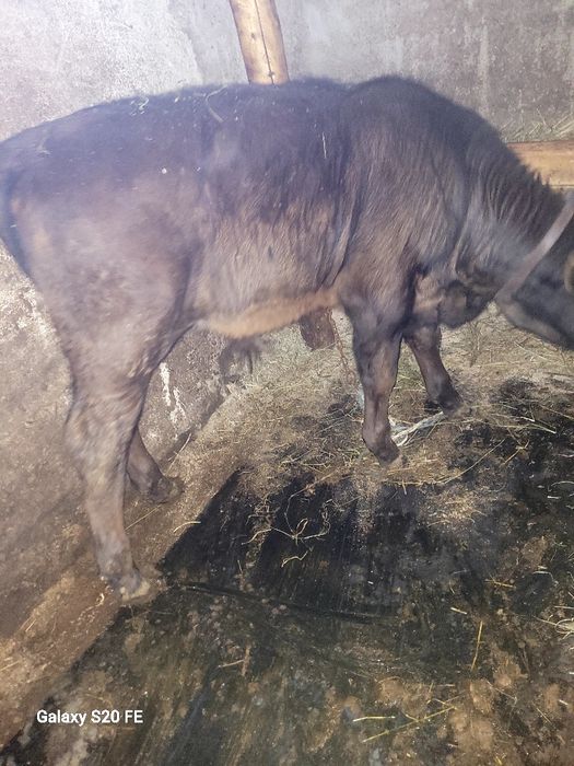 2 taurasi 5 luni în baltat pe rosu și un angus .forte frumoși