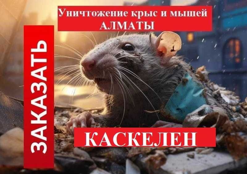 ‼️ Уничтожение мышей крыс тараканов клопов блох ‼️ Алматы ‼️ №331