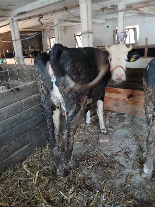 Vaca gestanta 4 luni