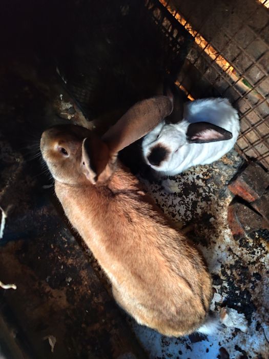 Vând găini și iepuri și rațe