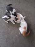 Donez 3 pisicuti