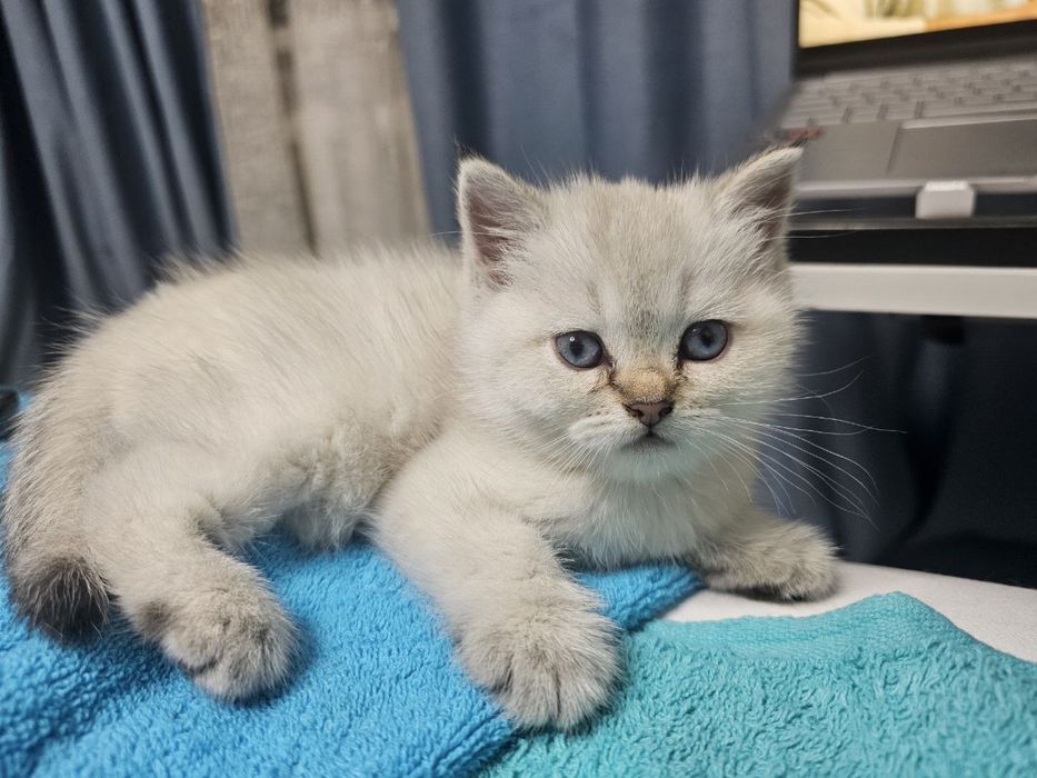 Scottish fold, Scottish straight