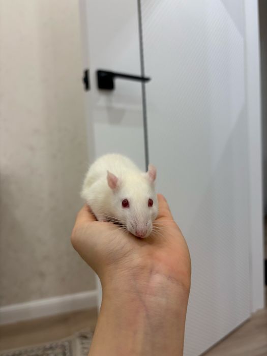 Крыса альбинос, ему 3 месяцев