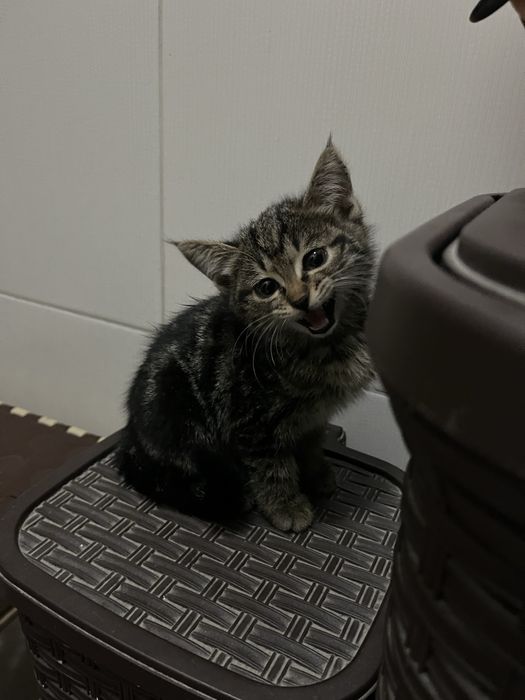 Отдам котенка в хорошие руки