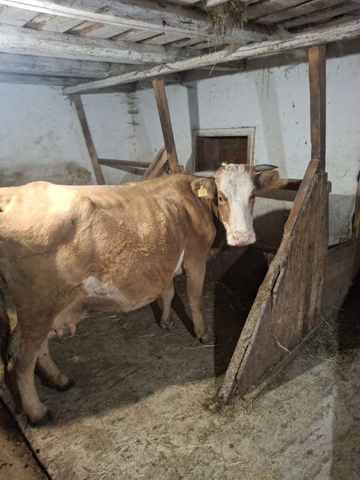 Vând vacă gestantă în a cincea lună