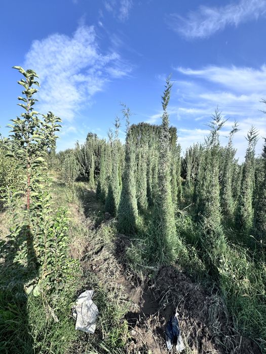 Dekarativniy daraxtlar va archalar