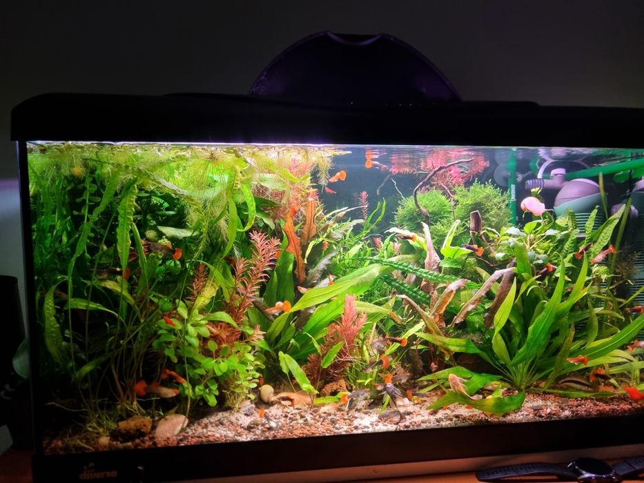 Pesti acvariu guppy toxido, ancistrusi, xifori