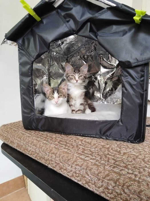 Две котенца, момченца на 3 месеца,  търсят дом.