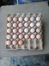 Продаются яйца цесарок