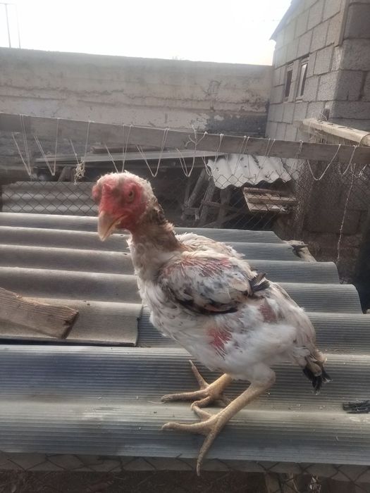 Сатлады обмен бар