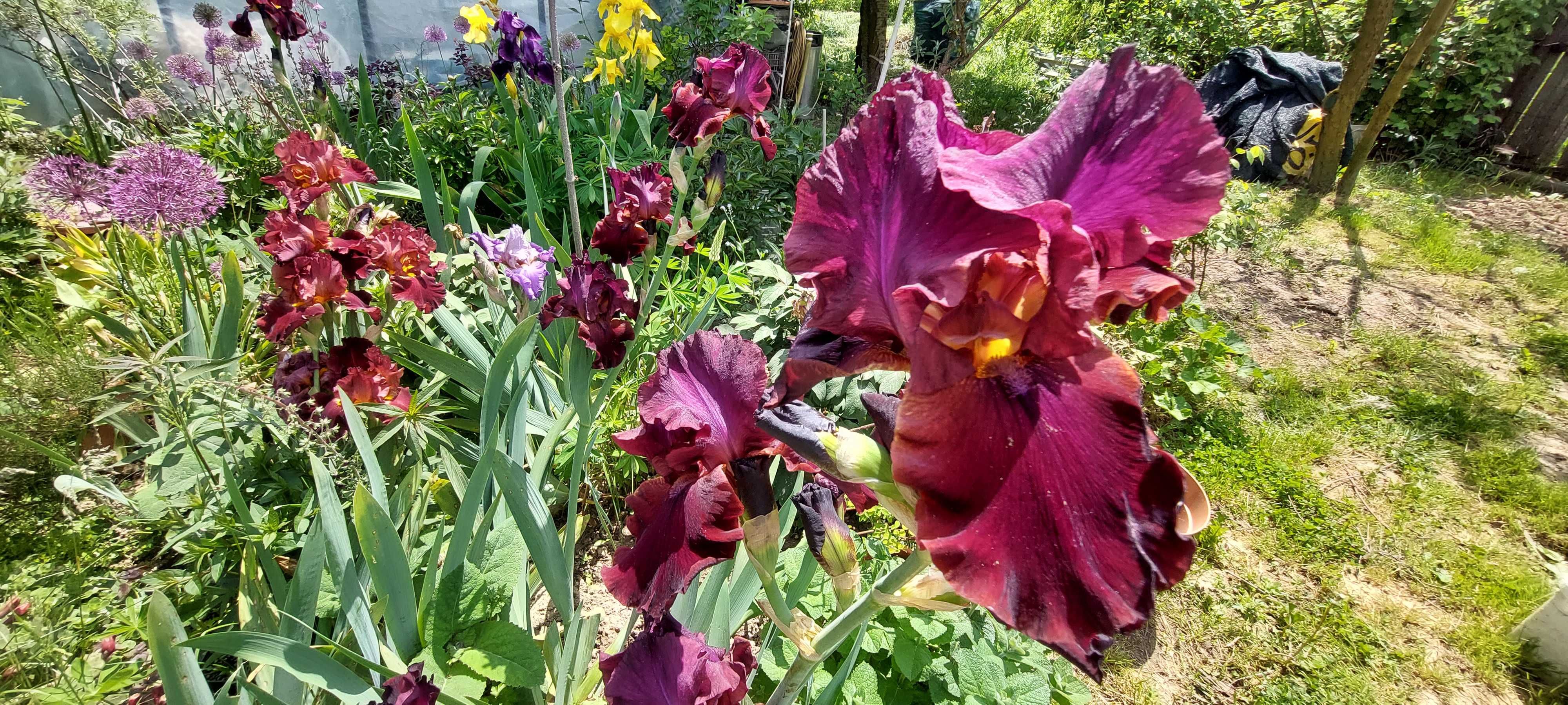 Irisi culori superbe grena rosu
