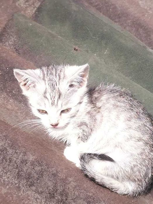 Ofer spre adopție 5 pisoiași drăgălași