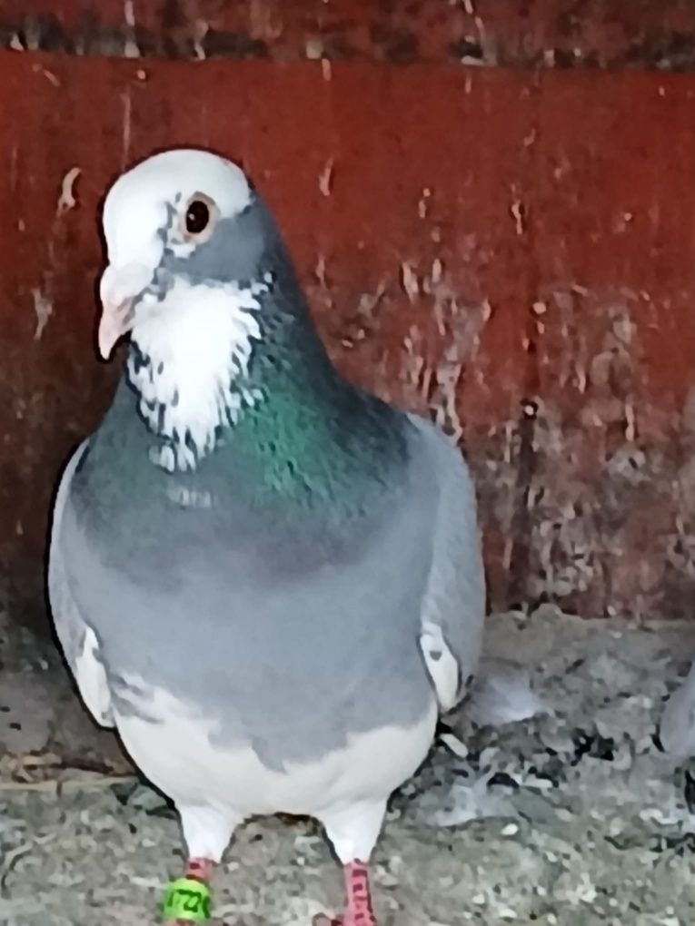 Porumbei Voiajori Maturi