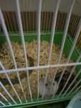 Vand hamsteri pitici