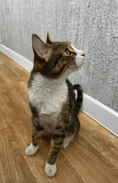 Кот котик молодой