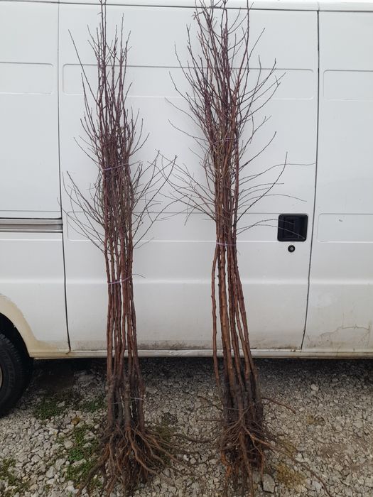 Бадем (Prunus dulcis)-150-160см.