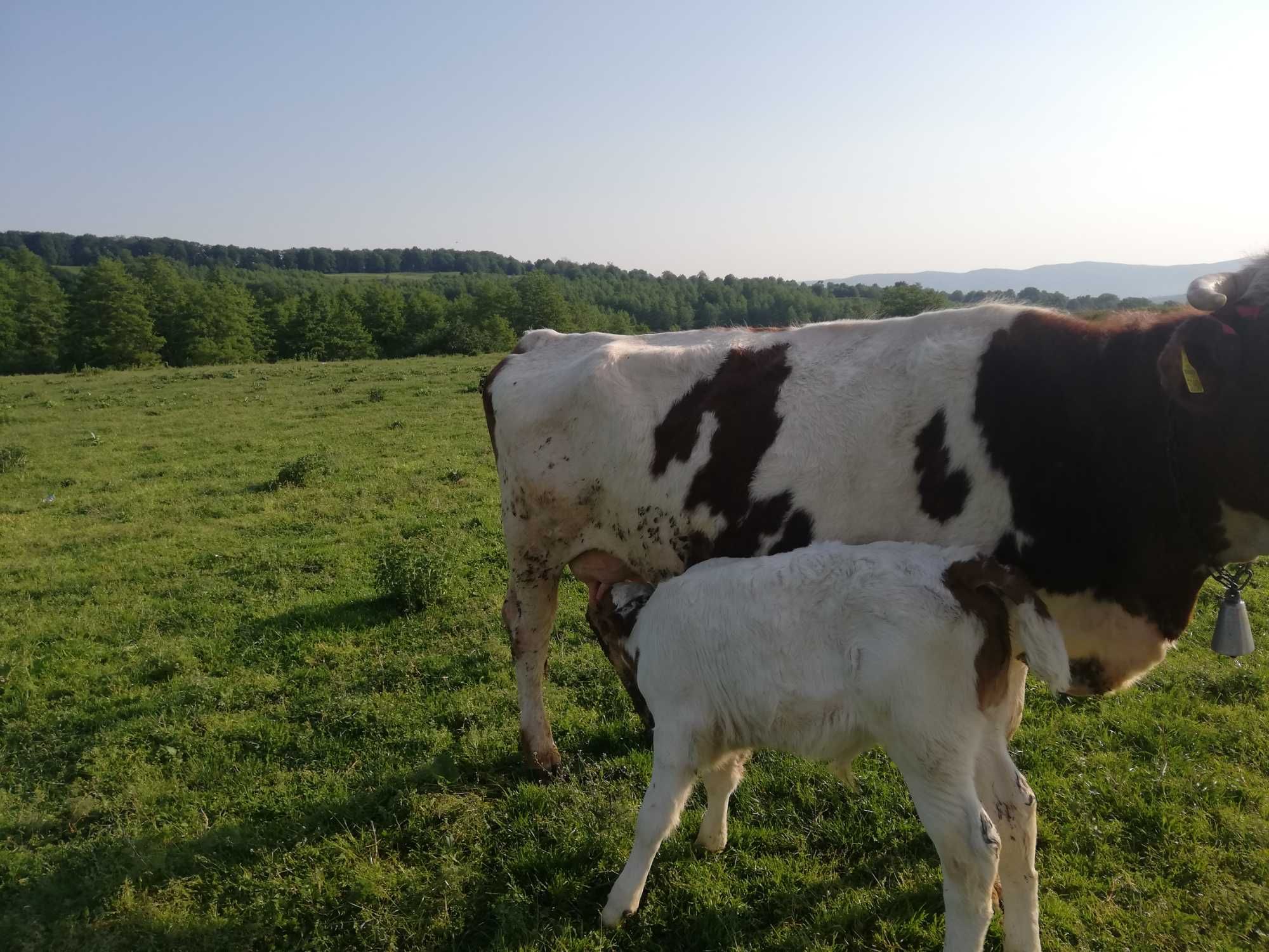 Vaca cu vițel lângă ea