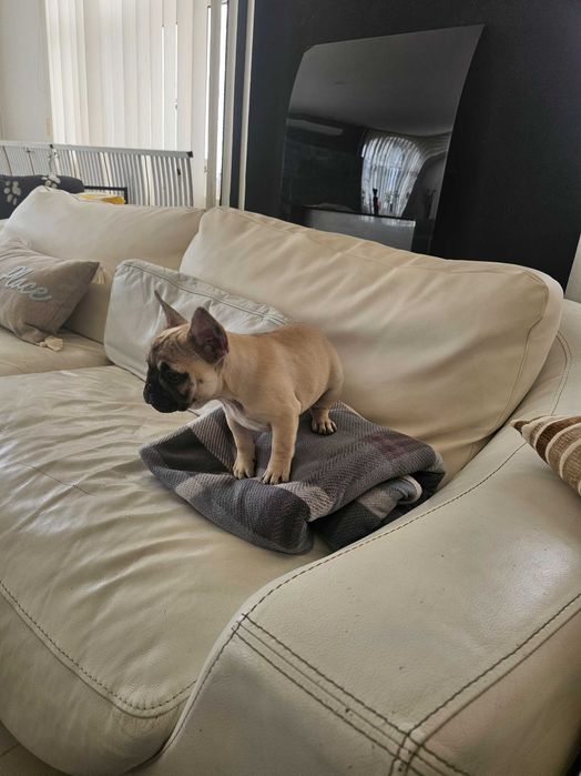 Френски булдочета