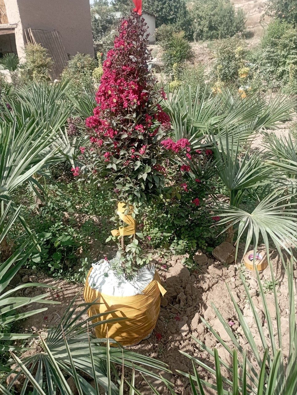 Yashil makon landshaft archalar mevali daraxlar