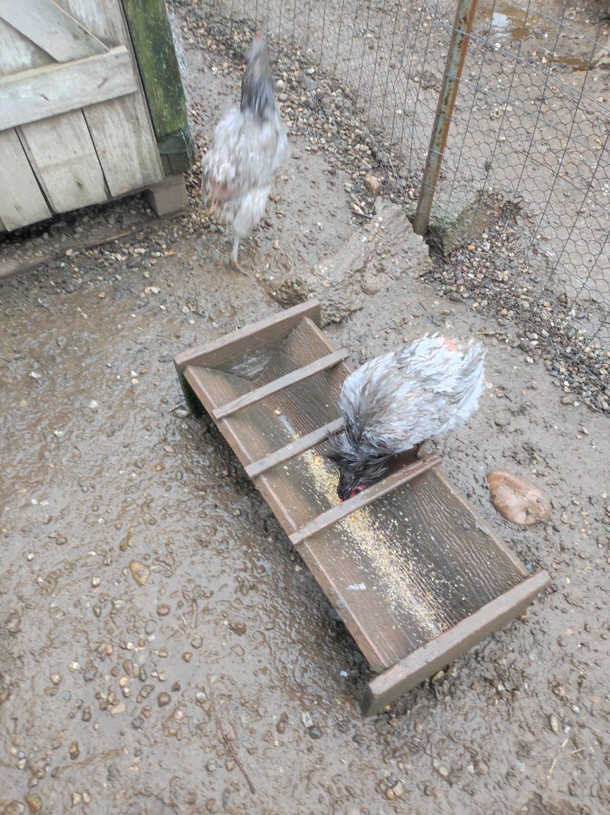 Vând două găini araucana albastru