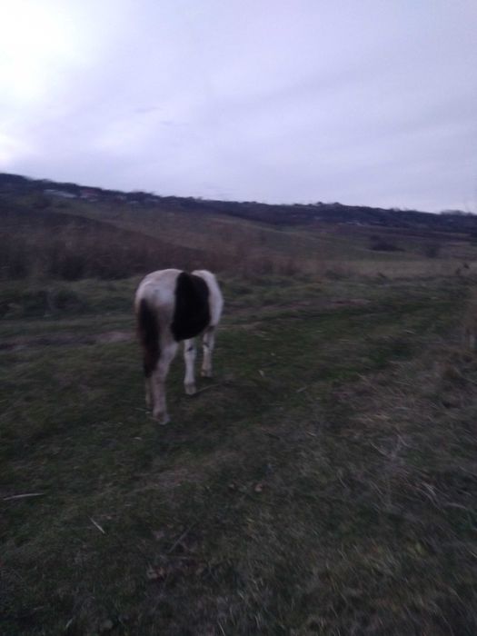 Vand 2 manze de 1 an jum si de 8 luni Calea mare nr 27,pret 2200 euro